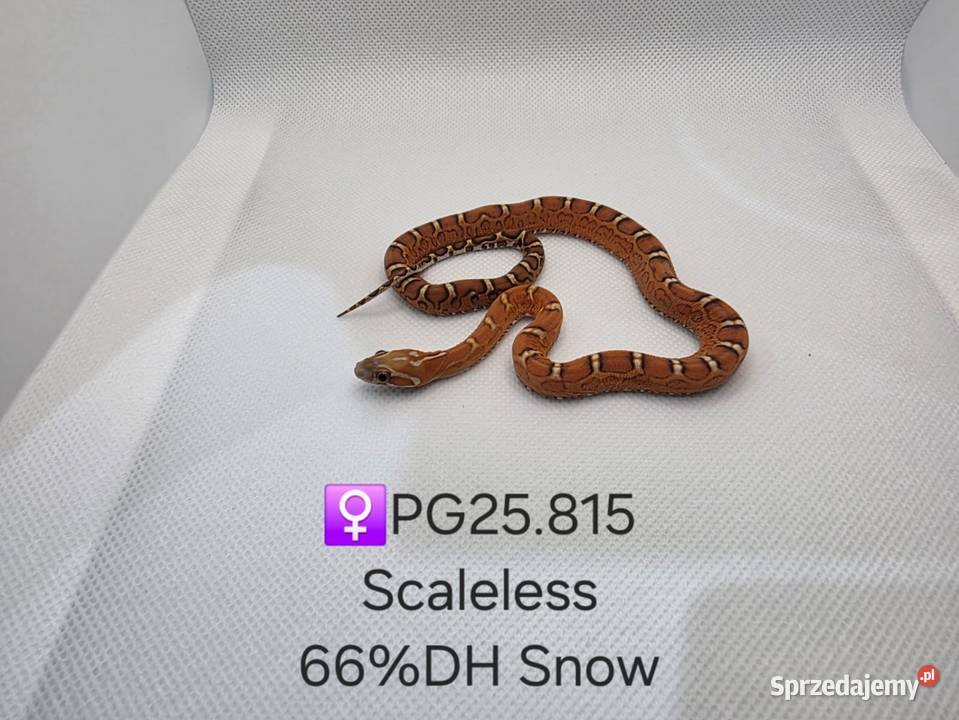 Wąż zbożowy samce i samice Zawiercie