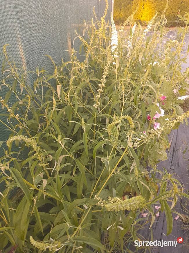 Buddleja davidii Budleja Davida 2 różne kolory Liściaste Wieliczka