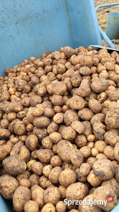 Ziemniaki VINETA Producenta Prosto z pola Strzelin