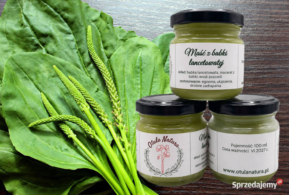 Maść z babki lancetowatej 100 ml naturalna Pozostałe Świętochłowice