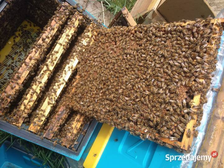 Rodziny pszczele pszczoły 8 ramek Wielkopolskie Wólka Radzymińska