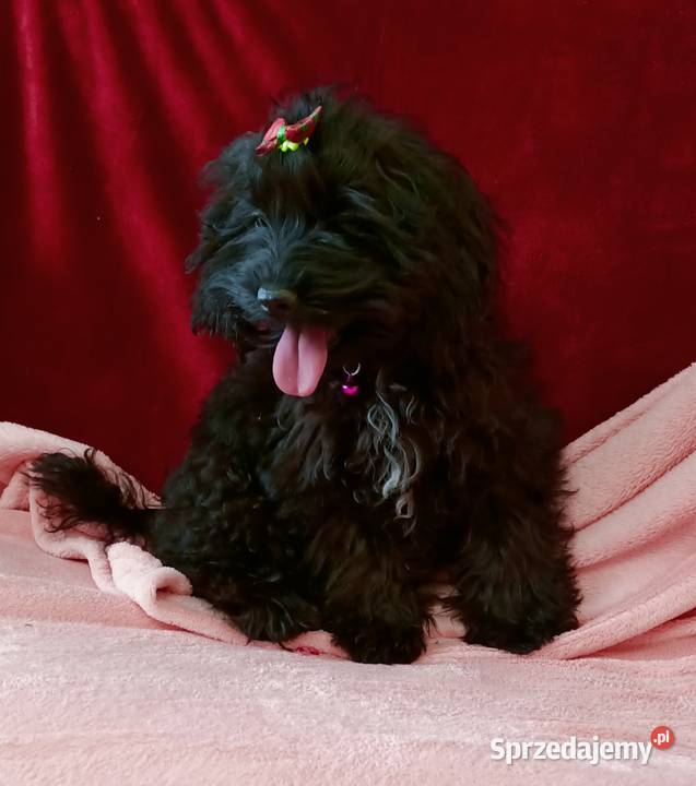 Cockapoo Suczka Czernichów