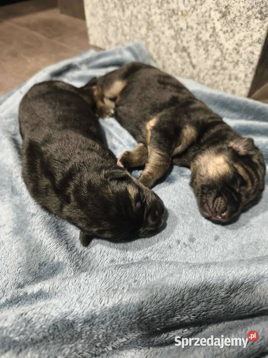 Szczeniaki owczarka niemieckiego krótkowłosy Witaszyce