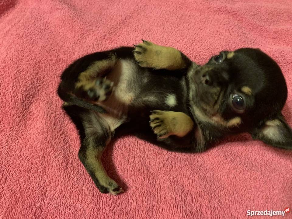 Super Mini CHIHUAHUA SUNIA z metryką waga Leoncin