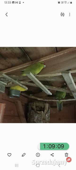 Zeberki papugi amadyny gołąbki diamentowe Staszów