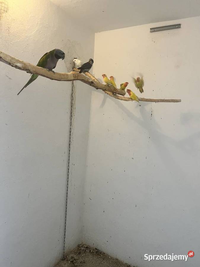 Papugi nierozłączki nimfy Mnichy Skrzyszów sprzedam