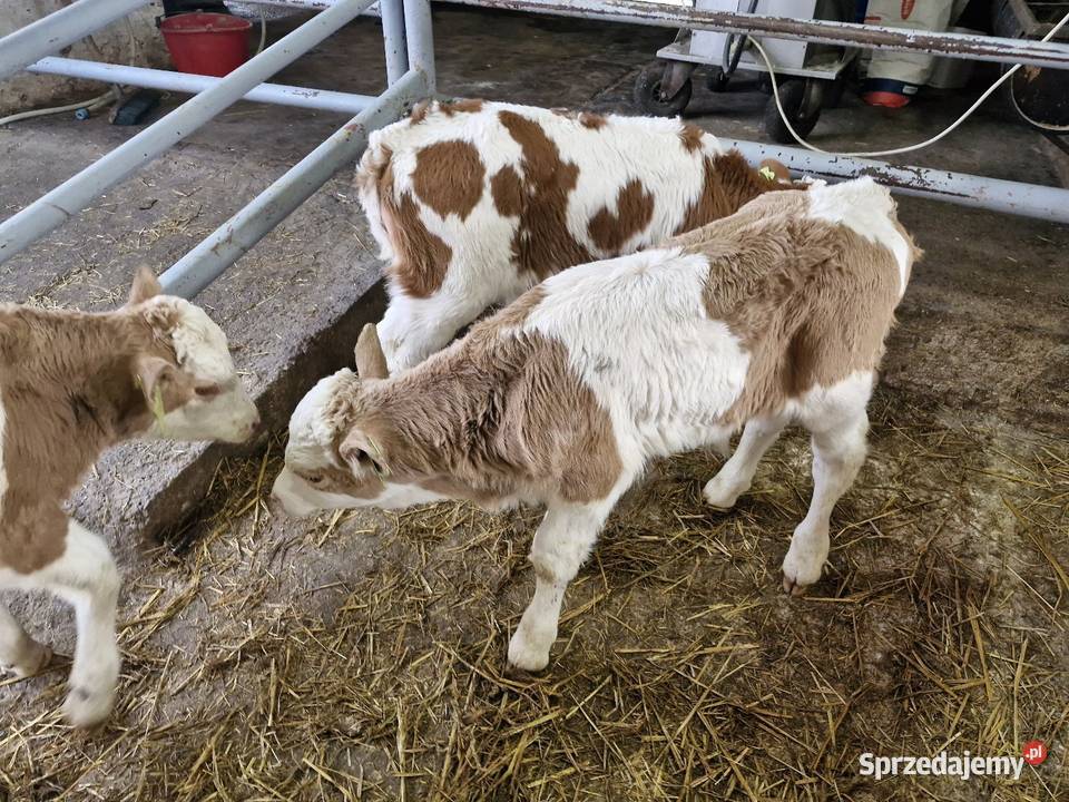 Sprzedam cielaki Bydło