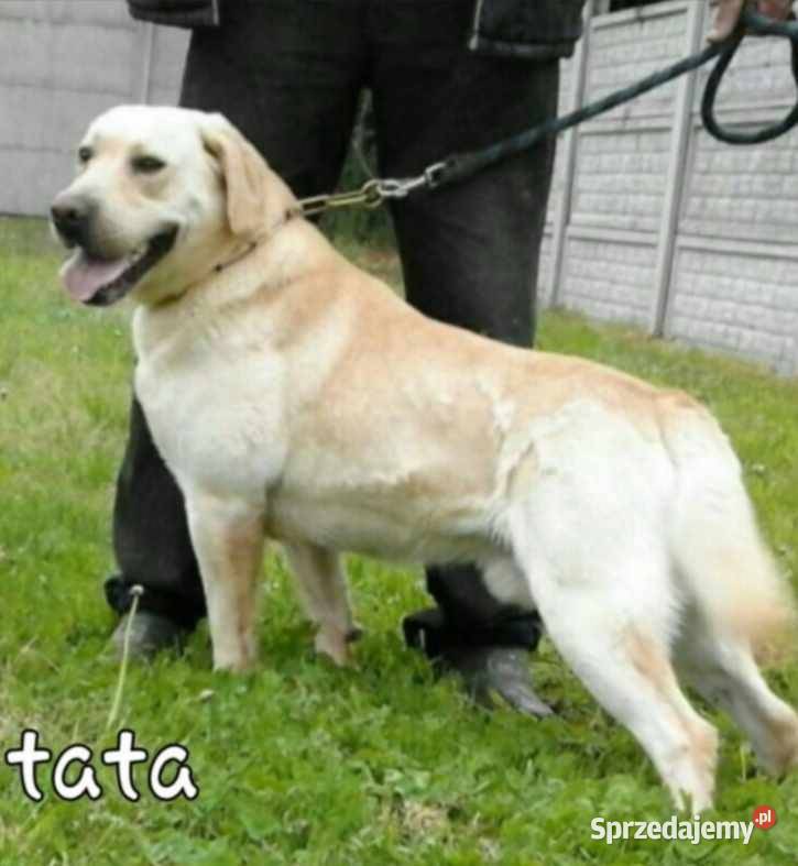 Labrador Retriever Z Rodowodem Poświętno