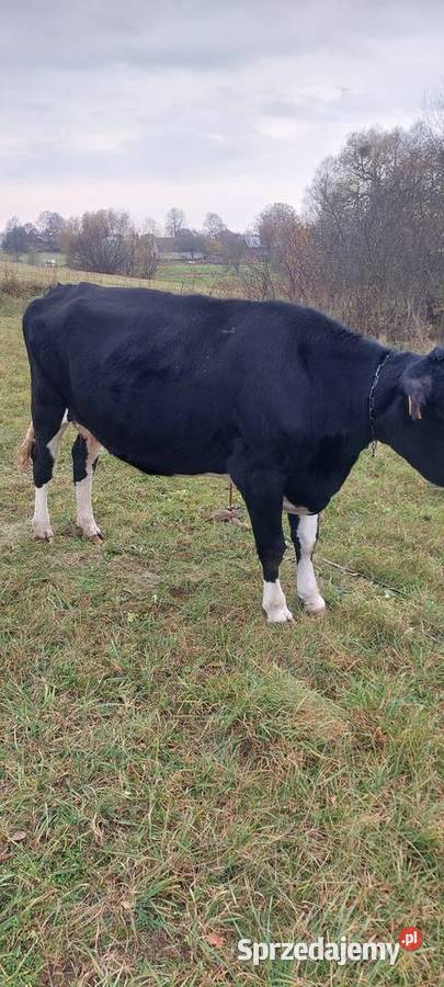 Krowa Pozostałe Kalinówka Królewska sprzedam