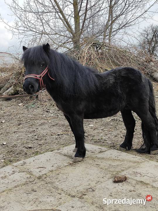 Kuc szetlandzki Rokiciny