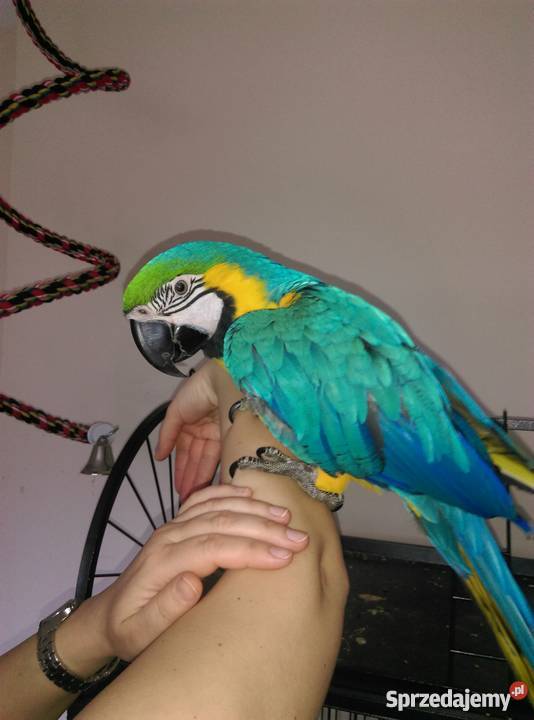 Ara Ararauna ręcznie karmiony samiec z klatką i sprzedam