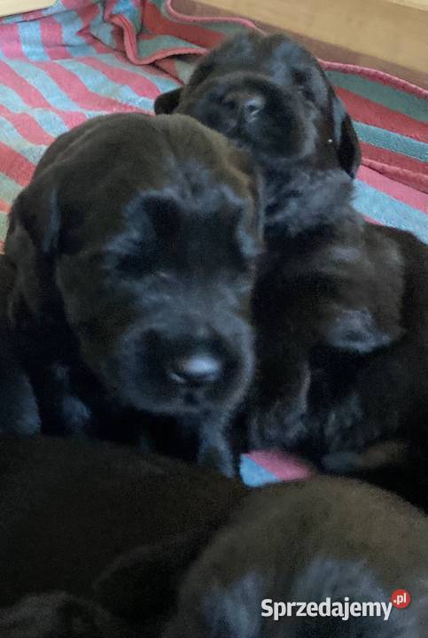 Sznaucer olbrzym szczenię