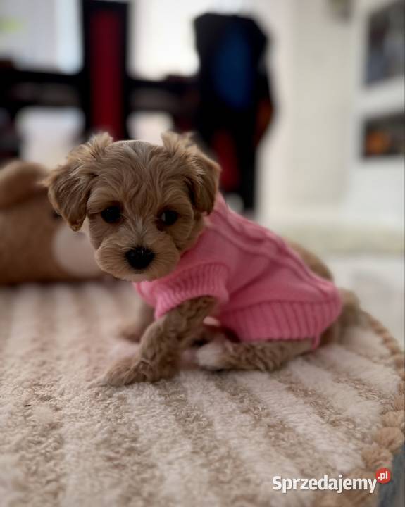 Maltipoo malutka dziewczynka Kraków