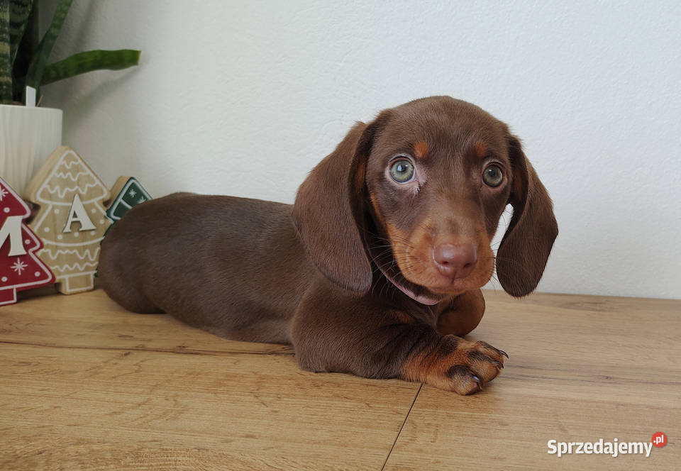 SUCZKA Jamnik krótkowłosy Czekoladowa podpalana Jamnik Kraków