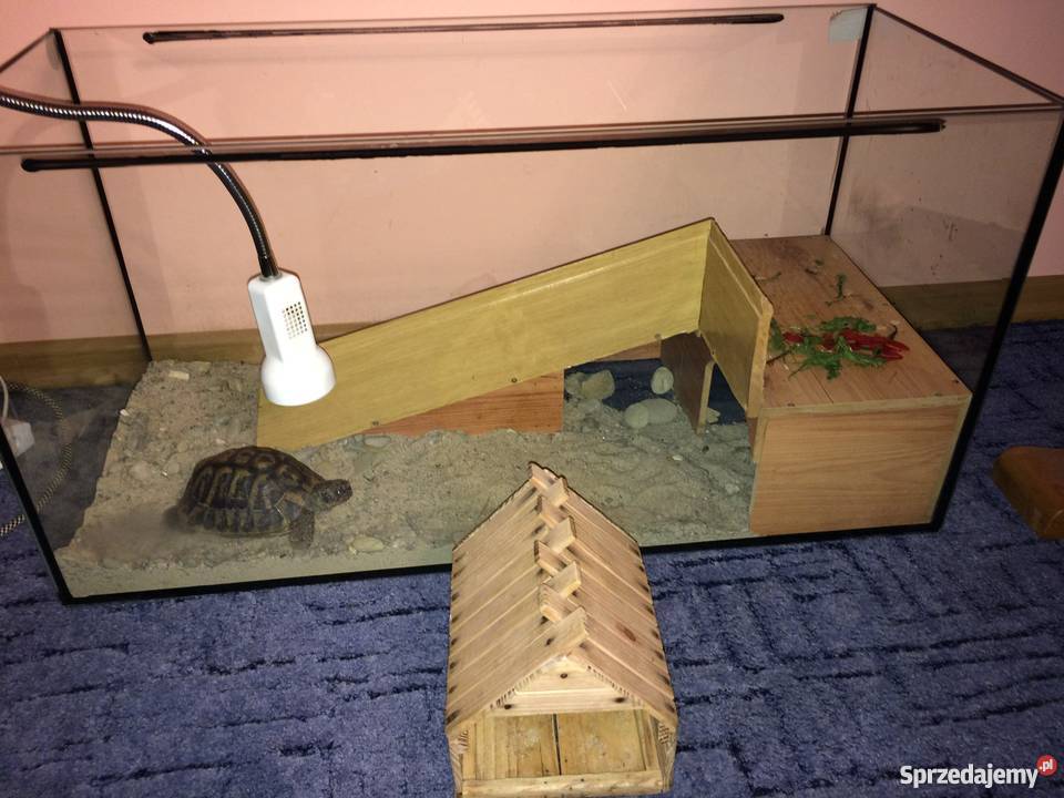 Sprzedam żółwia greckiego lądowego