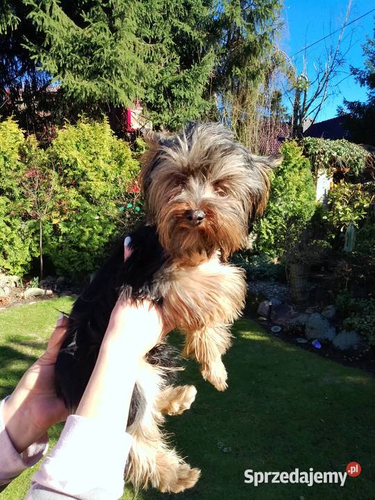 Sprzedam Yorkshire terrier zachodniopomorskie Tanowo sprzedam