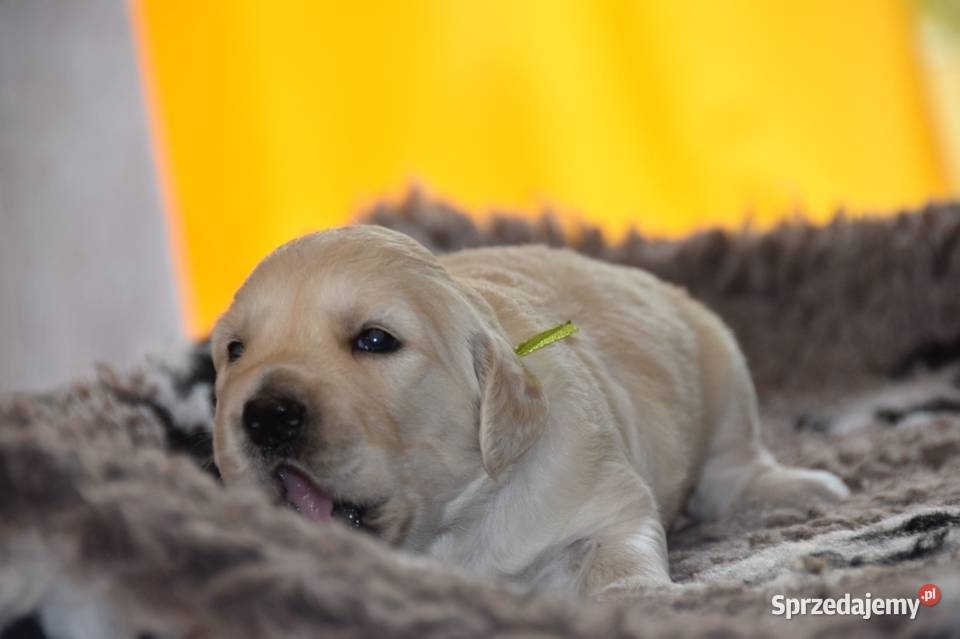 Szczenięta golden retriever ZKWP FCI mazowieckie Łochów