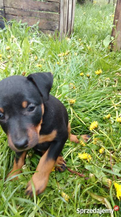 pies myśliwski mazowieckie Goszczyn sprzedam