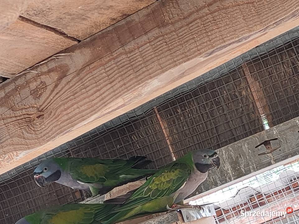 Papugi aleksandretty rozelle Parzno