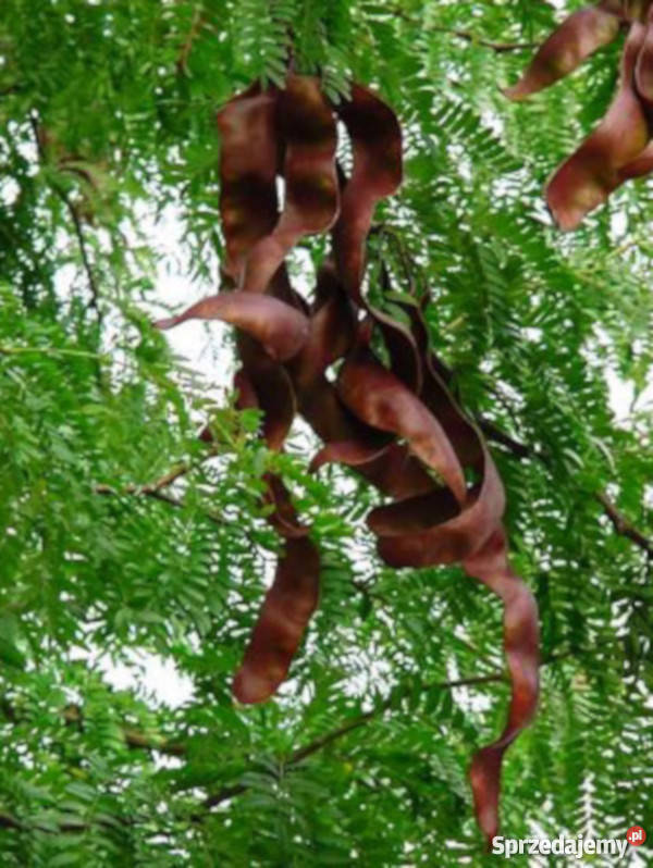 GLEDICZJA TRÓJCIERNIOWA sadzonki w doniczkach kujawsko-pomorskie