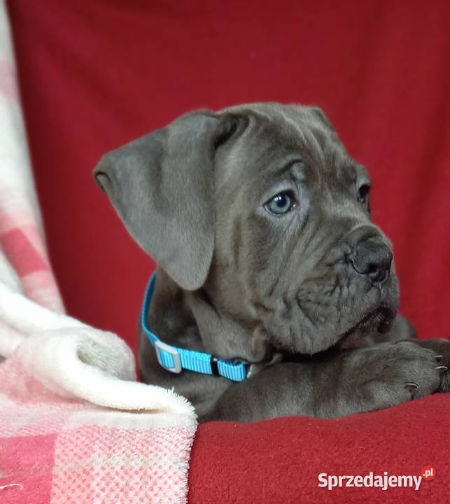 Cane Corso sunia Ksin Fargo Fci Lipno