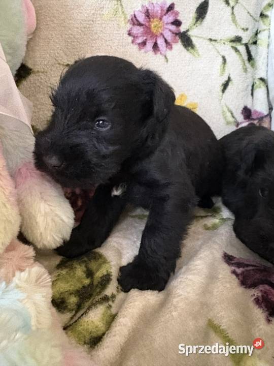 Sznaucer miniaturowy czarny sunie