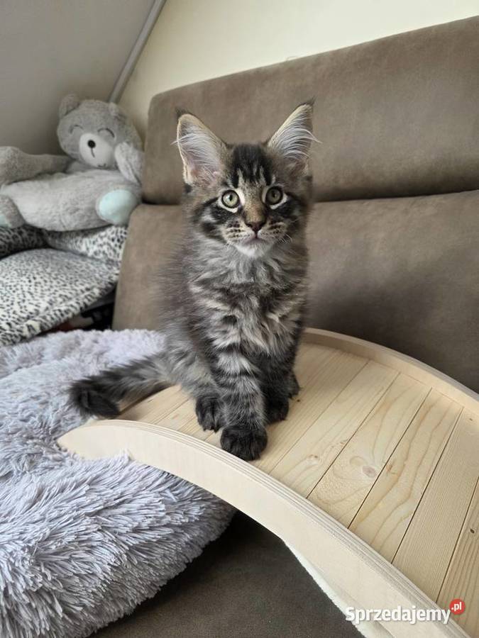 Kocieta Maine Coon Nieciszów sprzedam