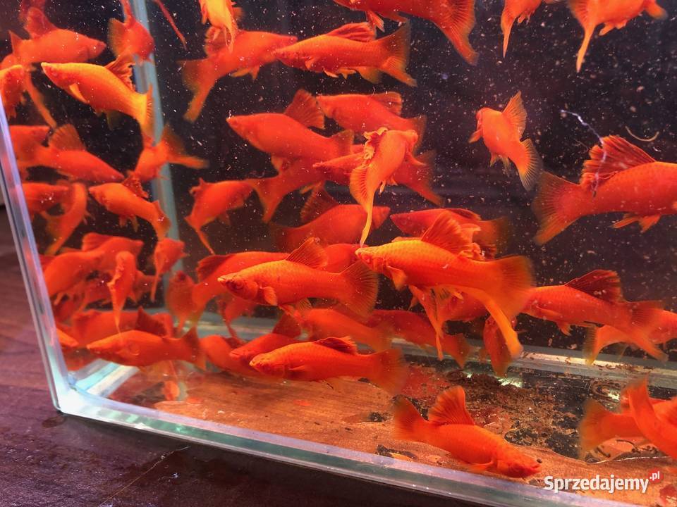 Mieczyk kalafior cauliflower polski krajowy Justynów