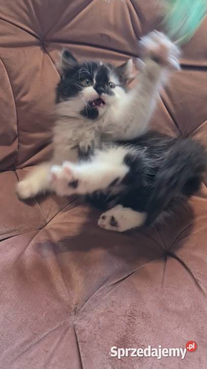 Maine coon chłopak Polesie Mikułowskie