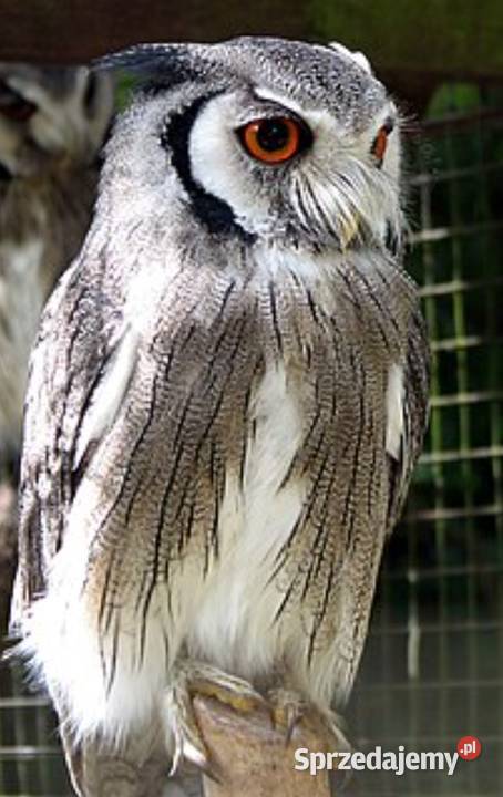 Sowy szlaroglowka polnocna sprzedam