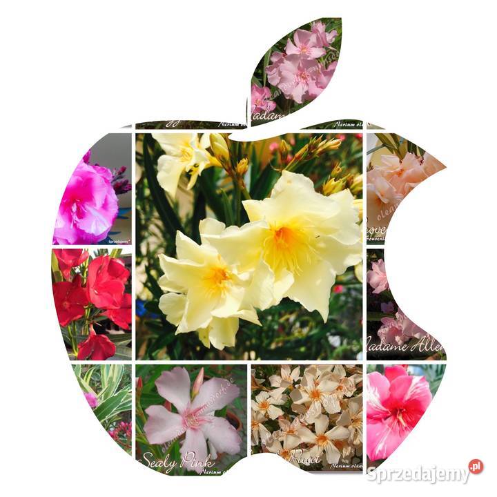 Oleander o pełnych pachnących kwiatach Luteum Skawina