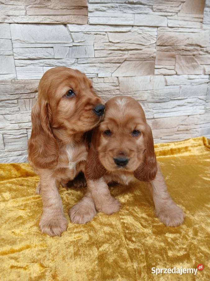 Śliczne Szczenięta Cocker Spaniel Angielski Sieradz