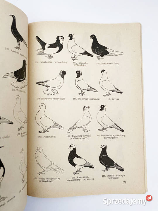 Gołębie Ich rasy i hodowla Władysław Herman Warszawa