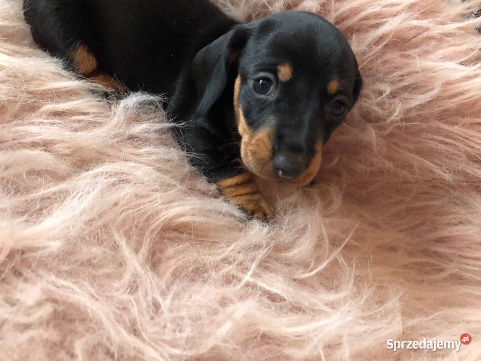 Jamnik miniatura śląskie Cieszyn