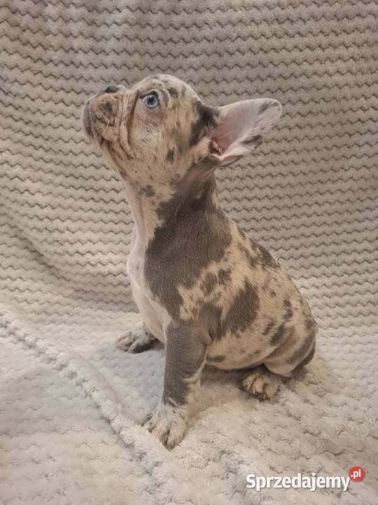 Buldog francuski lilac blue merle sunia Wronki sprzedam