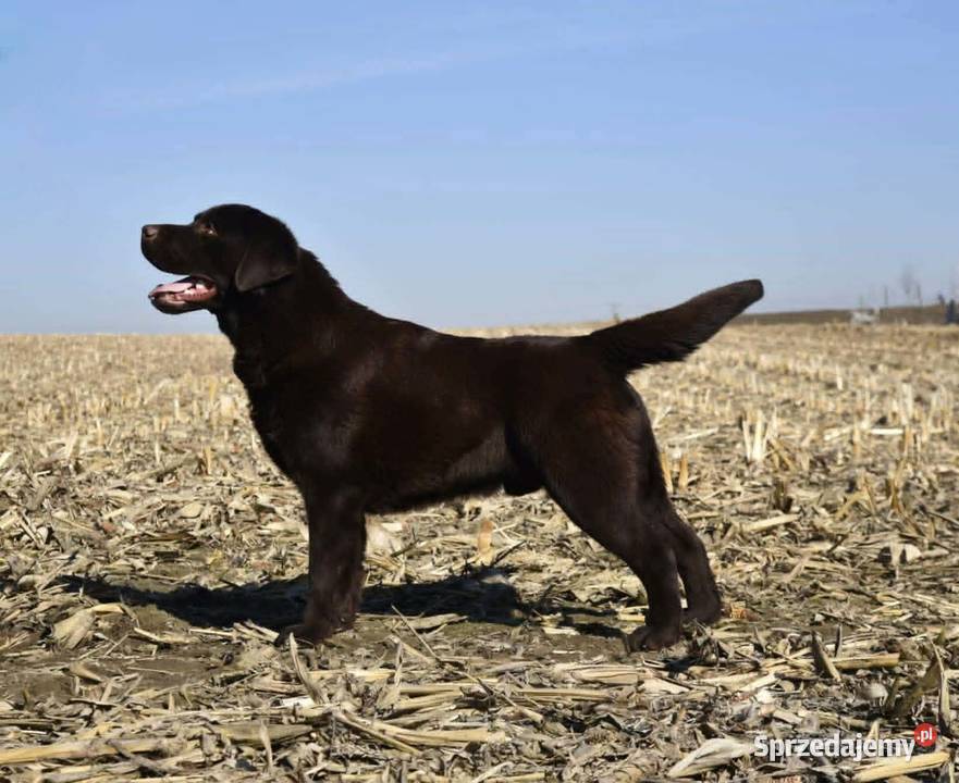 Labrador Retriever czekoladowy FCI ZkwP Galewice sprzedam