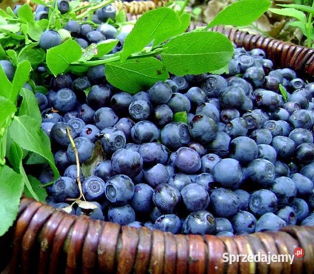 Jagody leśne BESKIDZKIE ręcznie zbierane borówki Czechowice-Dziedzice
