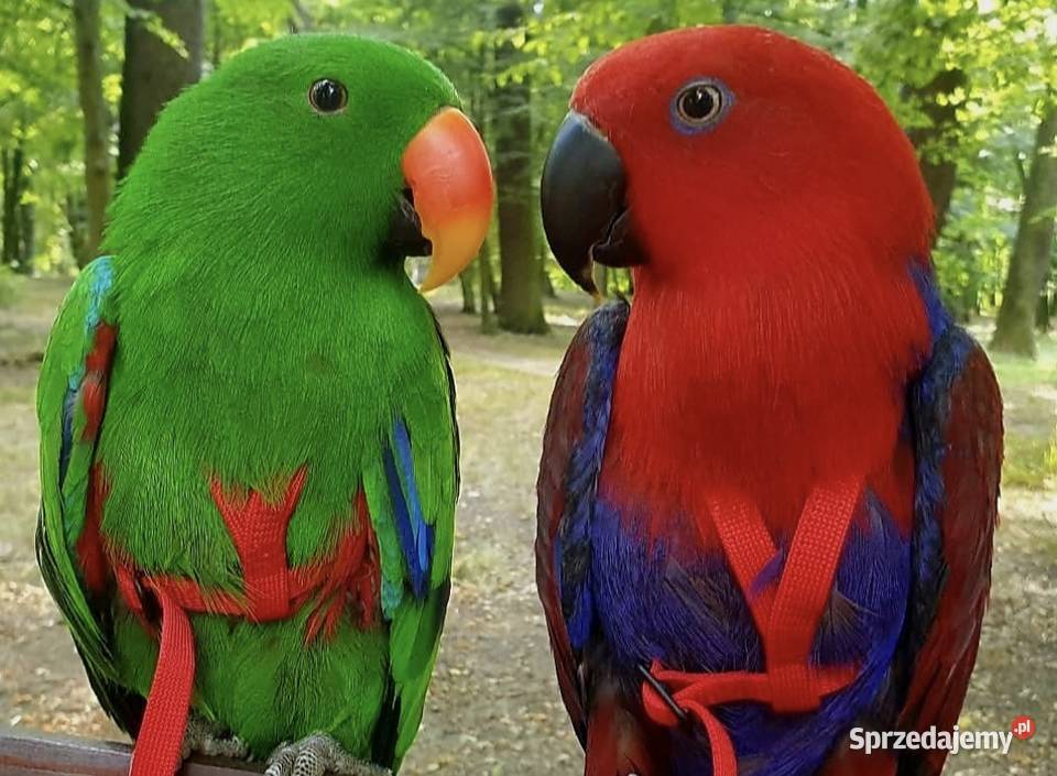 Eclectus Roratus / Barwinice / Lory Wielkie