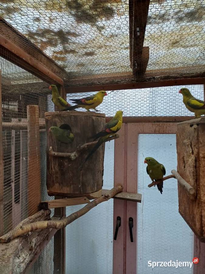 Sprzedam papugi górskie łódzkie Marzenin