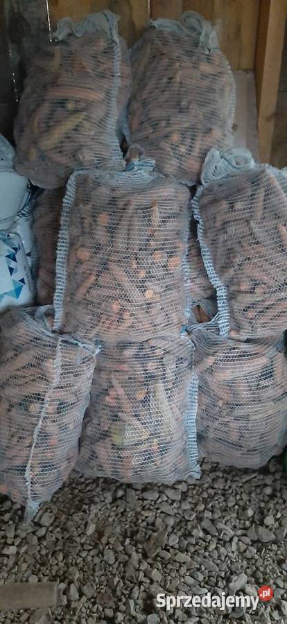 Marchewka odpadowa jadalna Turobin