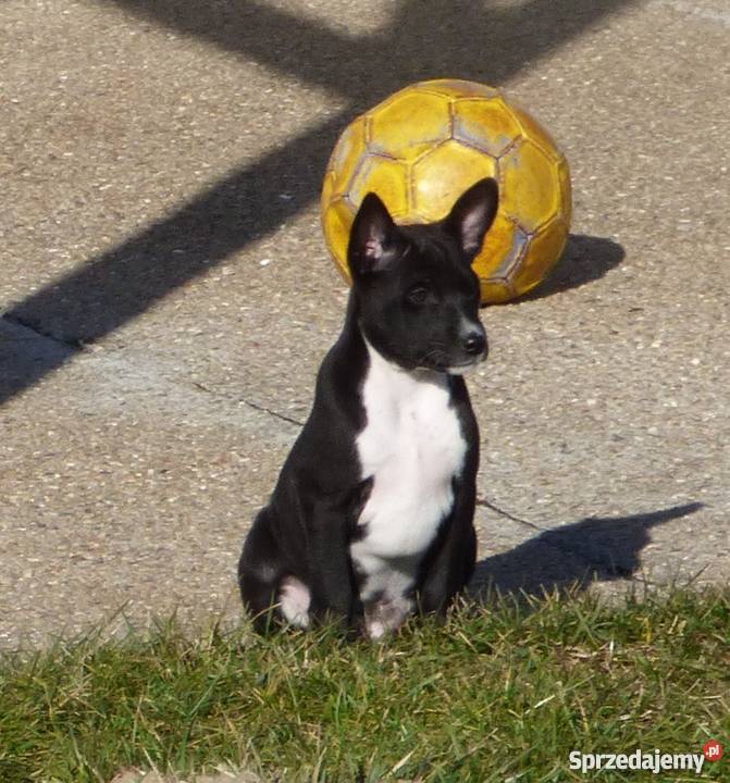 Basenji ukochany synuś mamuni TEDI Z GREMLINKOWA Pabianice sprzedam