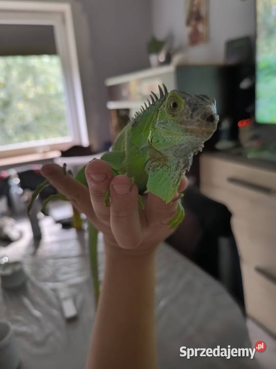 Legwan zielony Iguana Gady i płazy