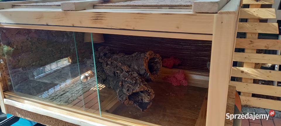 Żółw grecki i piękne terrarium