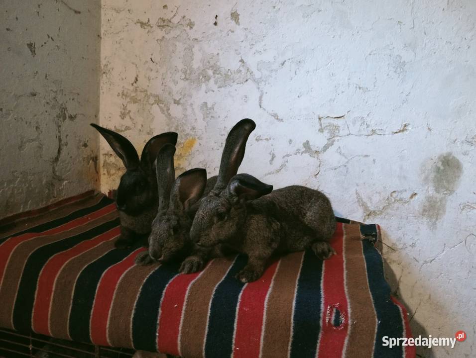 Młode Samice podkarpackie sprzedam