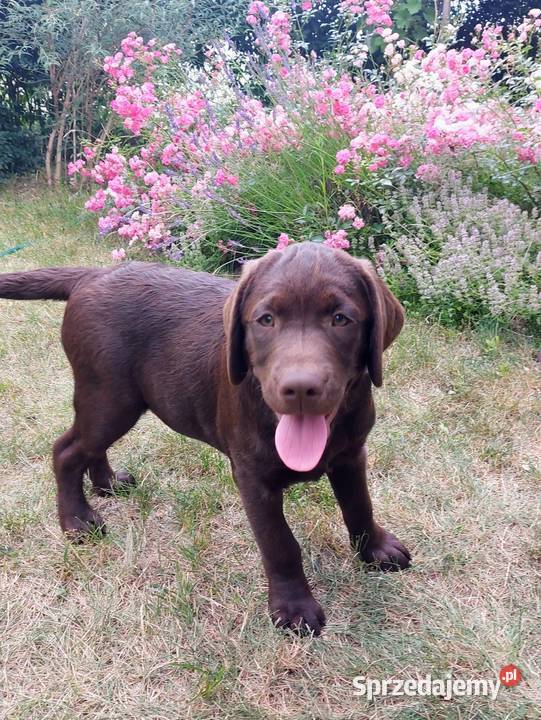 Labrador czekoladowy szczenię Labrador łódzkie Bogumiłowice