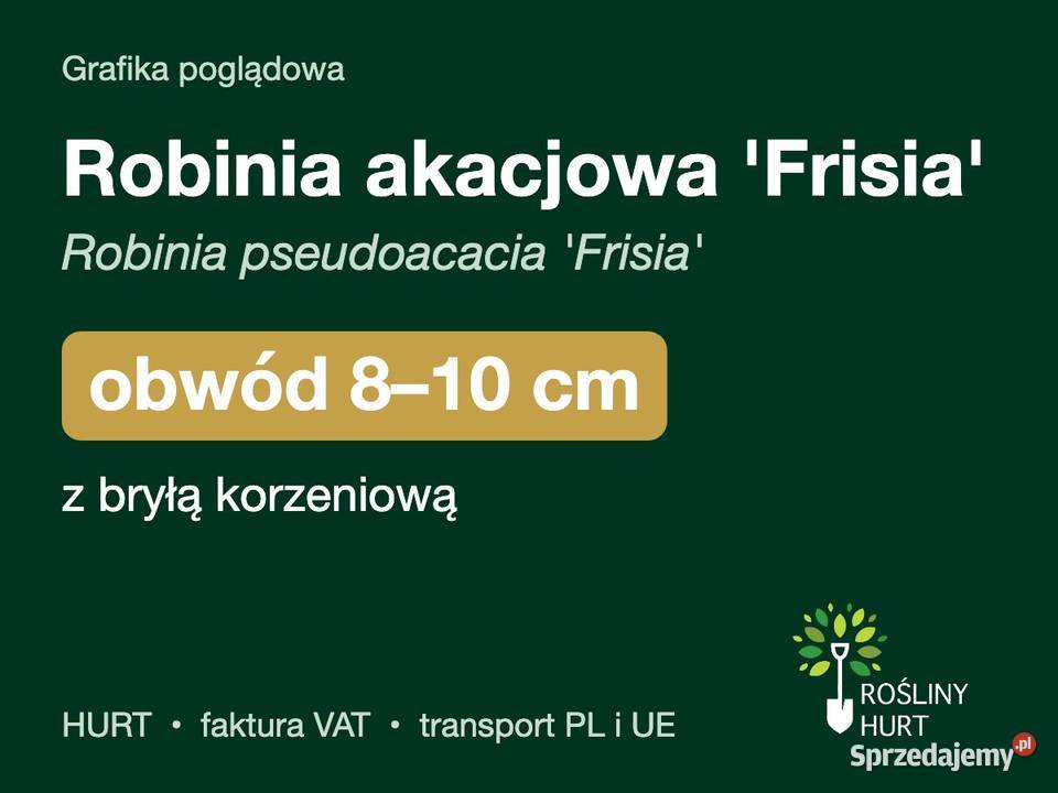 Robinia akacjowa Frisia obwód 810 z bryłą HURT