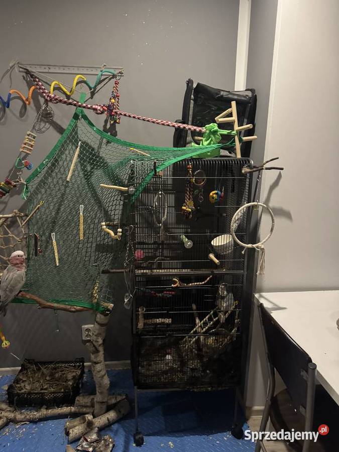 Papuga kakadu różowa lubuskie