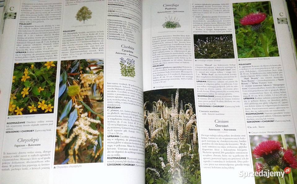 Wielka ilustrowana encyklopedia roślin Chełm