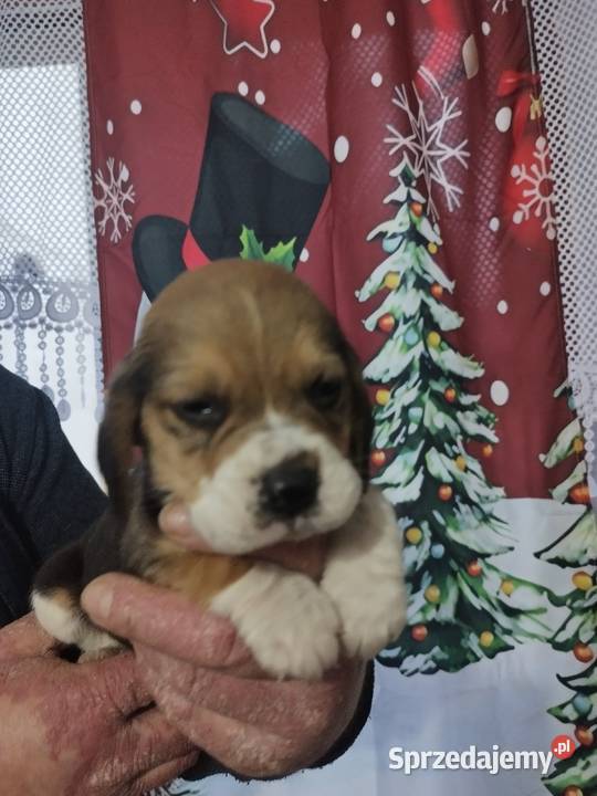 Szczenięta rasy Beagle rodowodowe profil DNA Beagle Włocławek