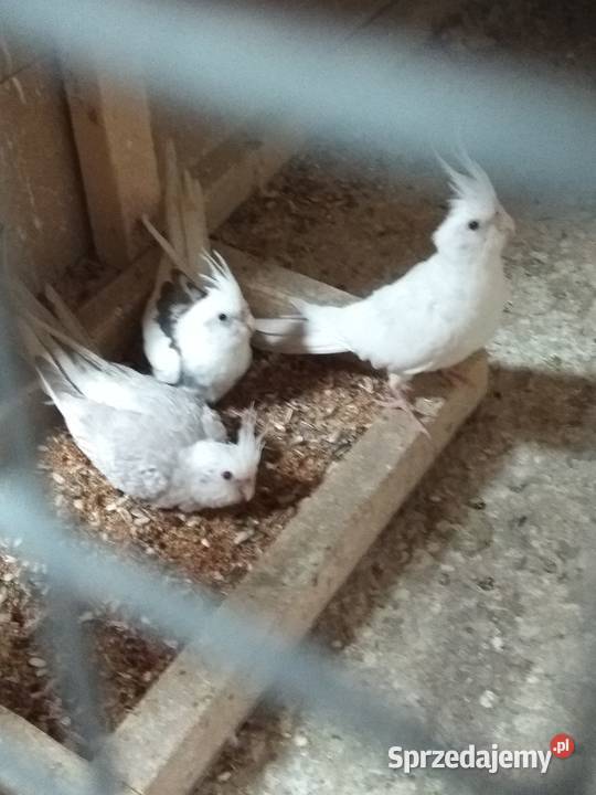 Nimfy białogłowe Ptaki Rybnik